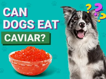 Can Dogs Eat Caviar? Vet-Reviewed Nutrition Facts