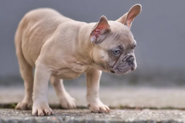 Blue Fawn French Bulldog: Info, Pictures, Origin & History