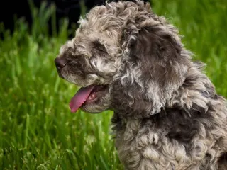 Merle Labradoodle: Info, Pictures, Origin & History