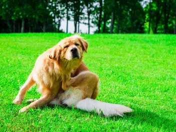 Allergies in Dogs: Causes, Signs & Treatment