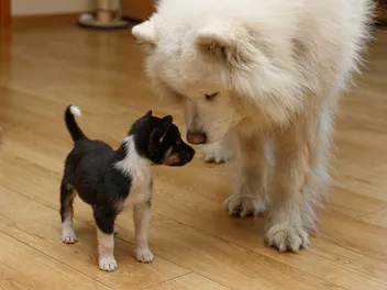 How to Introduce Dogs in 9 Vet-Approved Steps