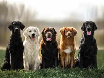 Are Dogs Pack Animals? Our Vet Explains the Social Structure of Dogs