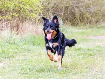 Shollie (German Shepherd & Border Collie Mix): Info, Pictures, & Care