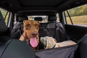 Two rescue dogs inside a car on a hammock