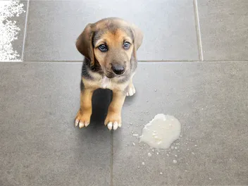 Can Changing Dog Food Cause Vomiting? Vet-Reviewed Facts & Advice