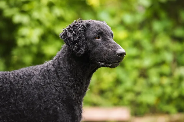 Curly-Coated Retriever Dog Breed: Info, Pictures, Care & More