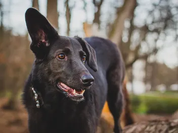 5 Sounds Only Dogs Can Hear: Vet-Analyzed Canine Hearing Range