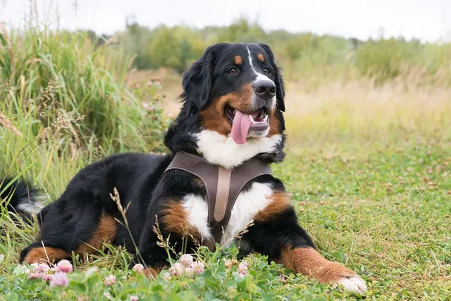 Histiocytosis in Bernese Mountain Dogs: Signs, Causes, & Care (Vet Answer)