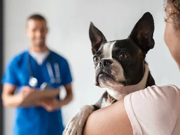 Can Humans Get Worms From Our Pet Dogs? Vet-Verified Facts & Safety Tips