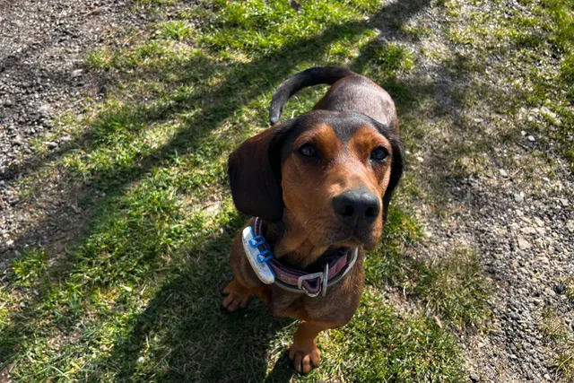 Adventure Dogs: Lajka's Explorations