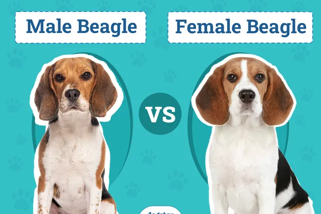 Male vs. Female Beagles: The Differences (With Pictures)