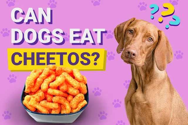 Can Dogs Eat Cheetos? Vet-Approved Reasons, Risks, & FAQ