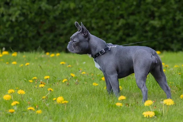 Blue Boston Terrier: Info, Pictures, Facts & History