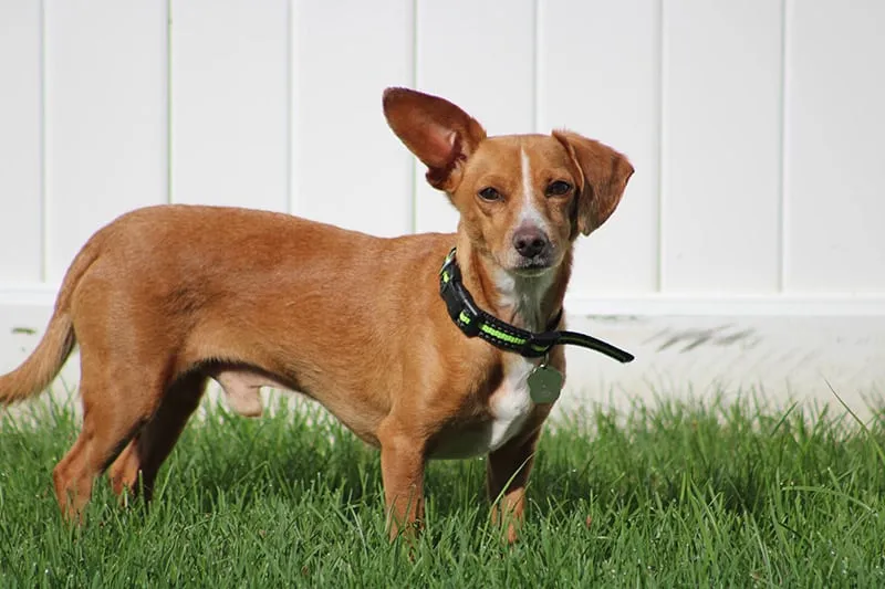 chiweenie dog on the lawn