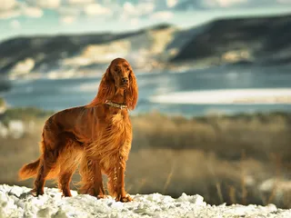 10 Red Dog Breeds: Big, Small & Fluffy (With Info & Pictures)