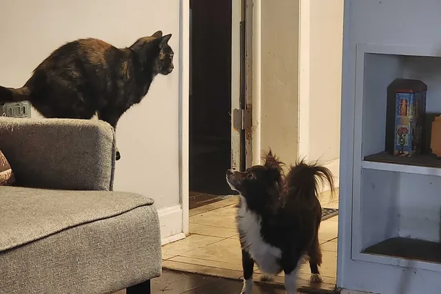 Is Penny Really My Dog, or Is She My Fourth Cat? Meet Savanna's Cats!