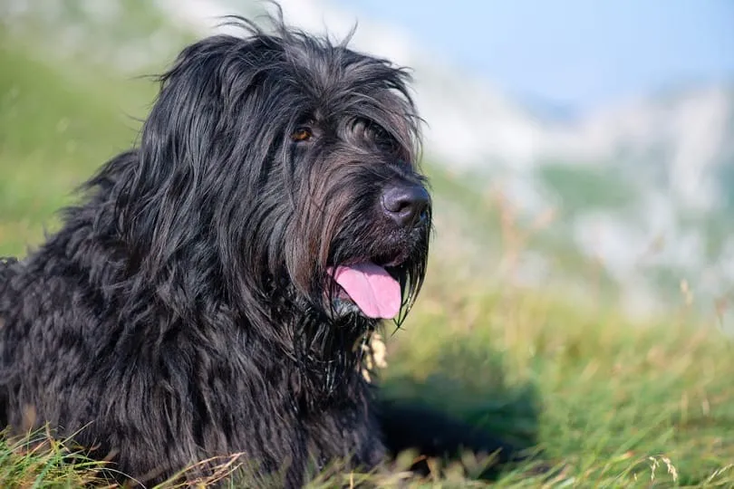 Bergamasco dog resting in a meadow