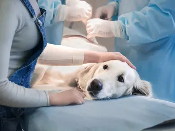 How Long Will It Take My Dog to Recover from Stomach Surgery? Vet-Verified Facts & Tips