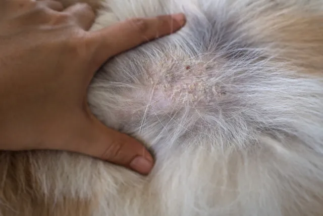 Can Dogs Get Psoriasis? Our Vet Explains