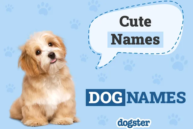 350+ Cute Dog Names for Your Adorable New Pup