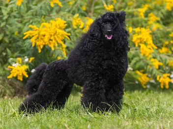 Klein Poodle Dog Breed Guide: Info, Pictures, Care & More