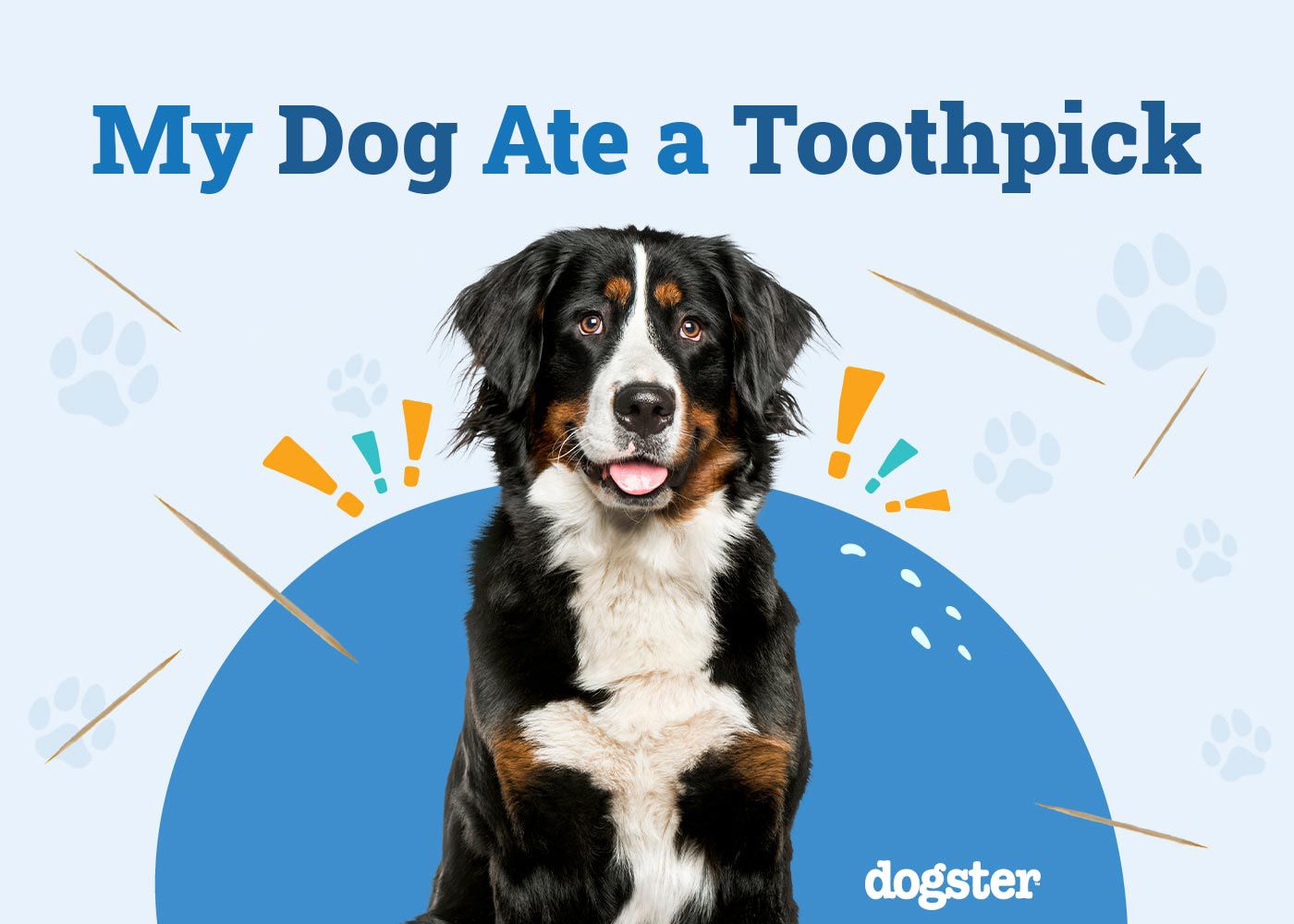 My Dog Ate a Toothpick