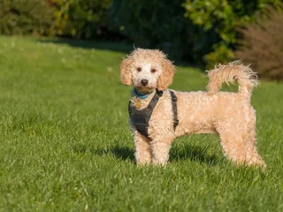 Poochon (Poodle Bichon Frise Mix): Info, Pictures, Care & More