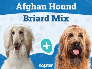 Afaird (Afghan Hound & Briard Mix) Dog Breed: Info, Pictures, Care & More