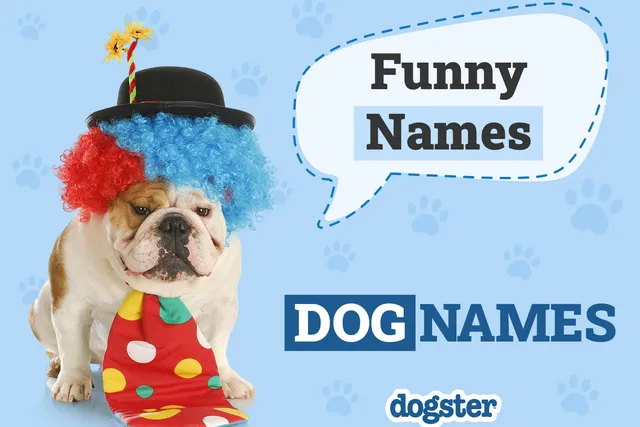 150+ Funny Dog Names: Hilarious Ideas for Dogs, Puppies, & Pets