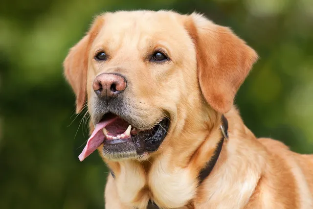 10 Interesting Facts About Labrador Retrievers (Vet Reviewed)
