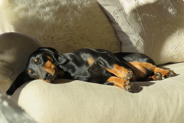 9 Vet-Verified Reasons Why Your Dachshund Sleeps So Much & When To Be Concerned