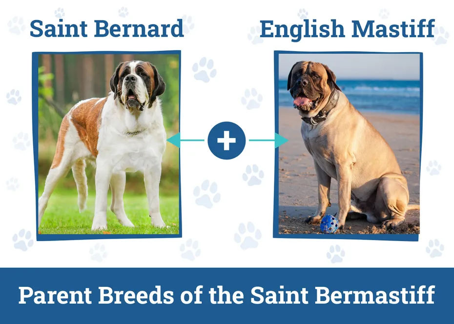 Parent Breeds of the Saint Bermastiff