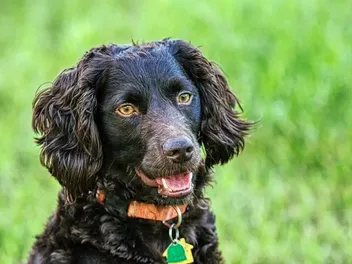 Boykin Spaniel Day 2026: When & What Is It?
