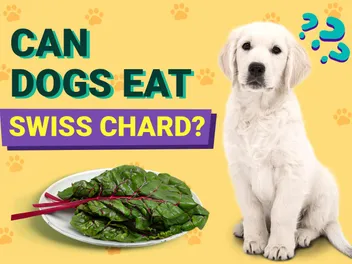 Can Dogs Eat Swiss Chard? Vet-Verified Nutrition Facts & Risks