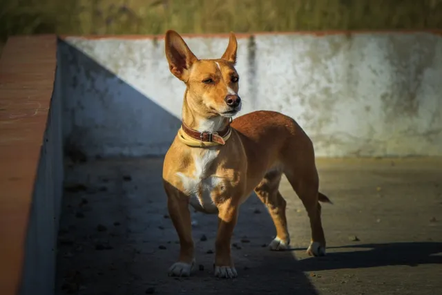 Portuguese Podengo Dog Breed Guide: Info, Pictures, Care & More
