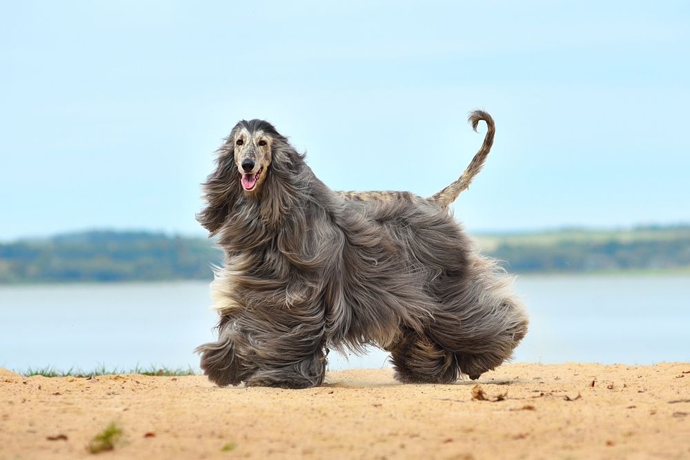 Afghan Hound dog running on the sandy beach