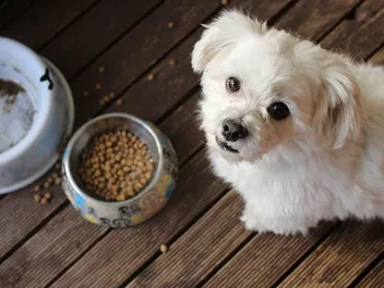 10 Best Purina Dog Foods in 2026: Reviews & Top Picks