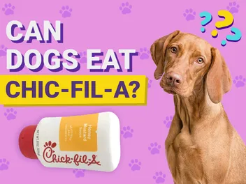 Can Dogs Eat Chick-fil-A? Vet-Reviewed Nutrition Facts & FAQ