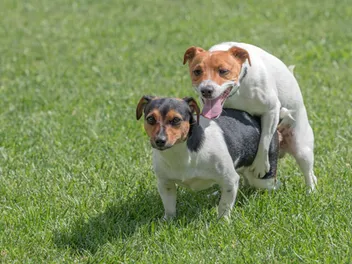Why Do Dogs Hump Each Other? 6 Vet-Reviewed Reasons