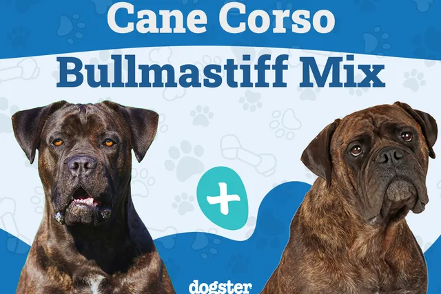 Cane Corso Bullmastiff Mix: Info, Pictures, Care & More