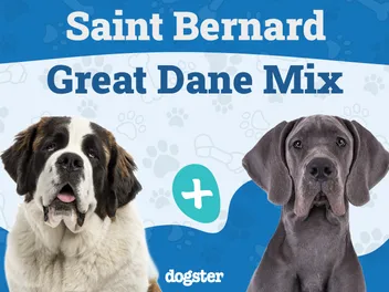 Saint Dane (Great Dane & Saint Bernard Mix) Dog Breed: Info, Pictures, Care & More