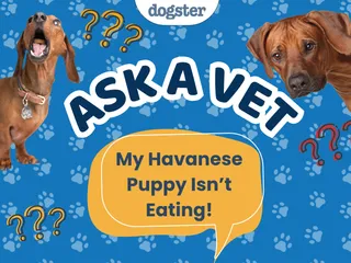 Ask Dr. Paola - HELP! My Havanese Puppy Isn’t Eating! (October 5, 2026)