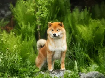 10 Shiba Inu Colors: Including Rare Coats (With Pictures)