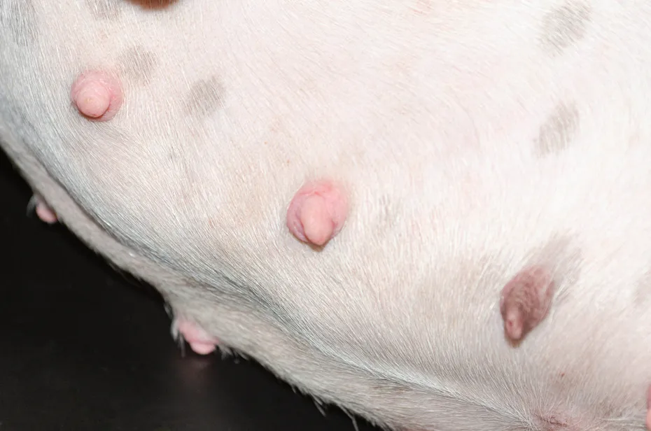 dog nipples