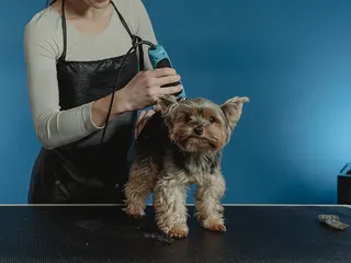 10 Best Professional Dog Clippers in 2026 - Reviews & Top Picks