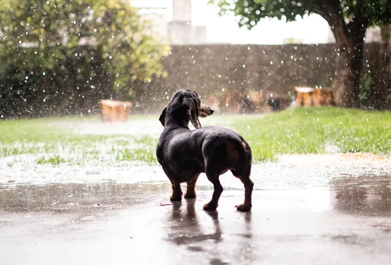 dachshund dog in the backyard looking at the rain