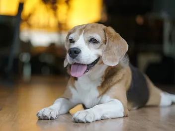 Pocket Beagle Dog Breed: Info, Pictures, Traits & Care