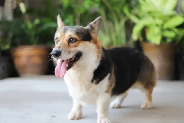 How Much Exercise Does My Corgi Need? Tips & FAQ