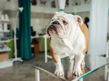 Bulldog Tail Pocket Infection: Vet-Approved Prevention & Care Guide