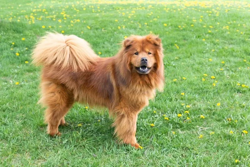 Chinese Foo Chow Chow